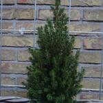 Picea glauca 'Perfecta' - Witte spar, Canadese spar