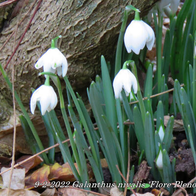 Sneeuwklokje - Galanthus nivalis 'Flore Pleno'