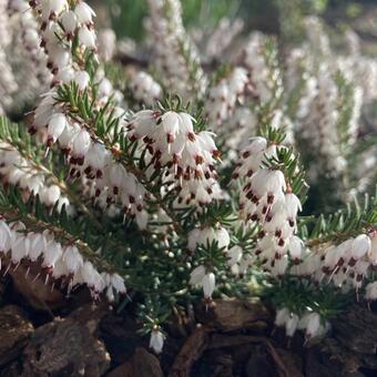 Erica x darleyensis f. albiflora 'Silberschmelze'