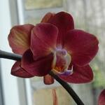 Phalaenopsis multiflora 'Red Lion' - Orchidee