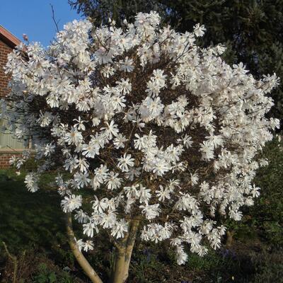 Stermagnolia - Magnolia stellata
