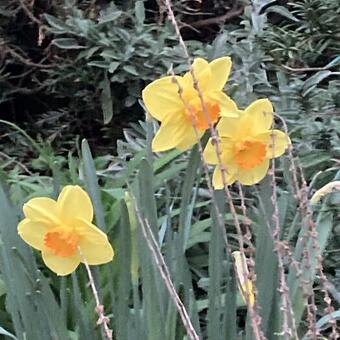 Narcissus 'Fortissimo'