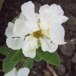 Exochorda racemosa 'Magical Springtime' - Parelstruik