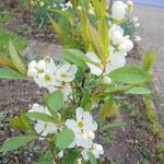 Exochorda racemosa 'Blushing Pearl' - Parelstruik