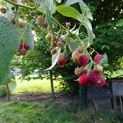 Herfstframboos - Rubus idaeus ´Héritage´