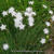 Dianthus plumarius