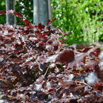Carpinus betulus  'Purpurea' - Rode haagbeuk