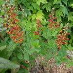 Baptisia 'Cherries Jubilee' - Valse indigo