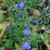Scutellaria scordiifolia