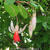 Fuchsia 'Wattenpost'