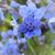 Cynoglossum amabile 'Blue Shower'