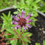 Trifolium speciosum - Klaver