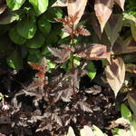 Physocarpus opulifolius 'Panther' - Blaasspirea