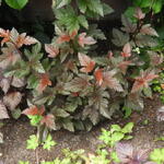 Physocarpus opulifolius 'Summer Wine' - Blaasspirea