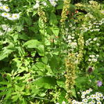 Verbascum blattaria - Mottenkruid