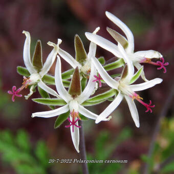 Pelargonium carnosum