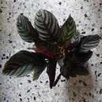 Calathea ornata var. sanderiana - Pauwenplant, bidplant