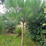Pinus pinea - Parasolden