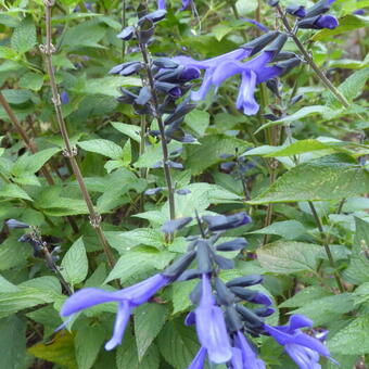 Salvia ROCKIN 'True Bleu'