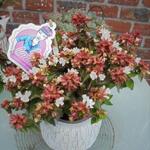 Abelia x grandiflora 'Little Lady' - Abelia