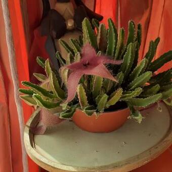 Stapelia grandiflora