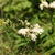 Vernonia crinita f. alba