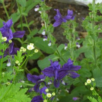 Salvia viridis 'Blue Monday'