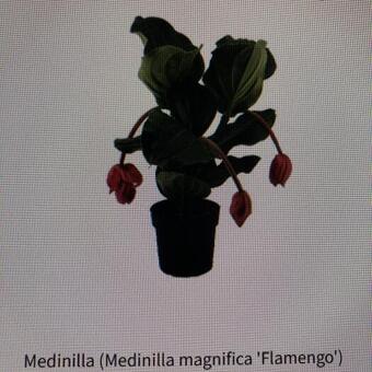 Medinilla magnifica