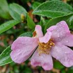 Camellia sasanqua 'Rosea' - Camelia