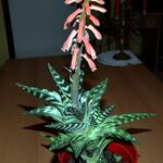 Aloe variegata - Patrijsveer aloe