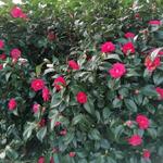 Camellia japonica 'Chandleri Elegans' - Camelia