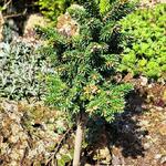 Picea orientalis 'Smee WB' - Kaukasische dwergspar