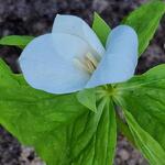 Trillium camschatcense - Drieblad/Boslelie