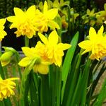 Narcissus 'Tête Bouclé' - Narcis