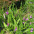 Bletilla striata purple variegated