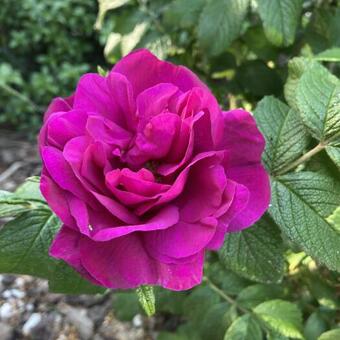 Rosa rugosa 'Moje Hammarberg'