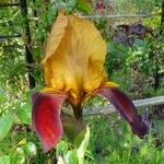 Iris germanica 'Gai Luron' - Baardiris, zwaardiris