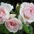 Rosa 'Whiter Shade Of Pale'