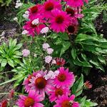 Echinacea SUNSEEKERS 'Magenta' - Rode zonnehoed - Echinacea SUNSEEKERS 'Magenta'
