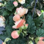 Begonia 'FRAGRANT FALLS IMPROVED' - Begonia