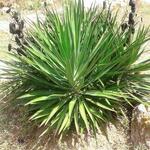 Yucca aloifolia - Scherpe Yucca
