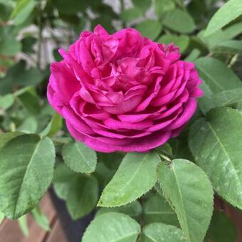 Rosa 'Rose De Rescht'
