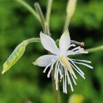 Beesia calthifolia - Beesia