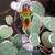 Fuchsia procumbens 'Wirral'