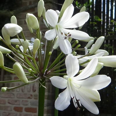 Afrikaanse lelie - Agapanthus 'Leicester'
