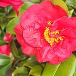Camellia japonica 'Doctor Burnside' - Camelia