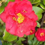 Camellia japonica 'Doctor Burnside' - Camelia