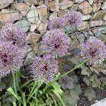 Allium 'Purple Rain' - Sierui - Allium 'Purple Rain'