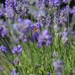 Lavandula angustifolia 'Granny's Bouquet' - Lavendel