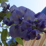 Wisteria sinensis - Blauwe regen
